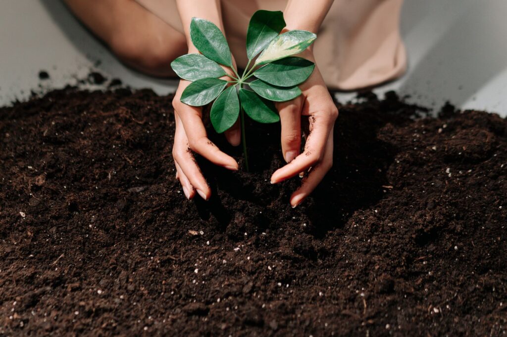 Een tuin die klopt, van plan tot plant